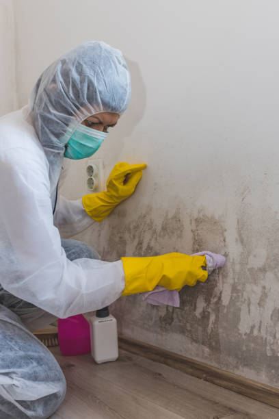 Best Post-Construction Mold Inspection  in North Augusta, SC